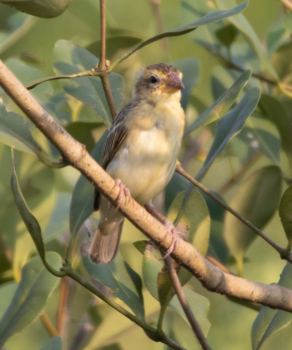 bayavever - ML646271253