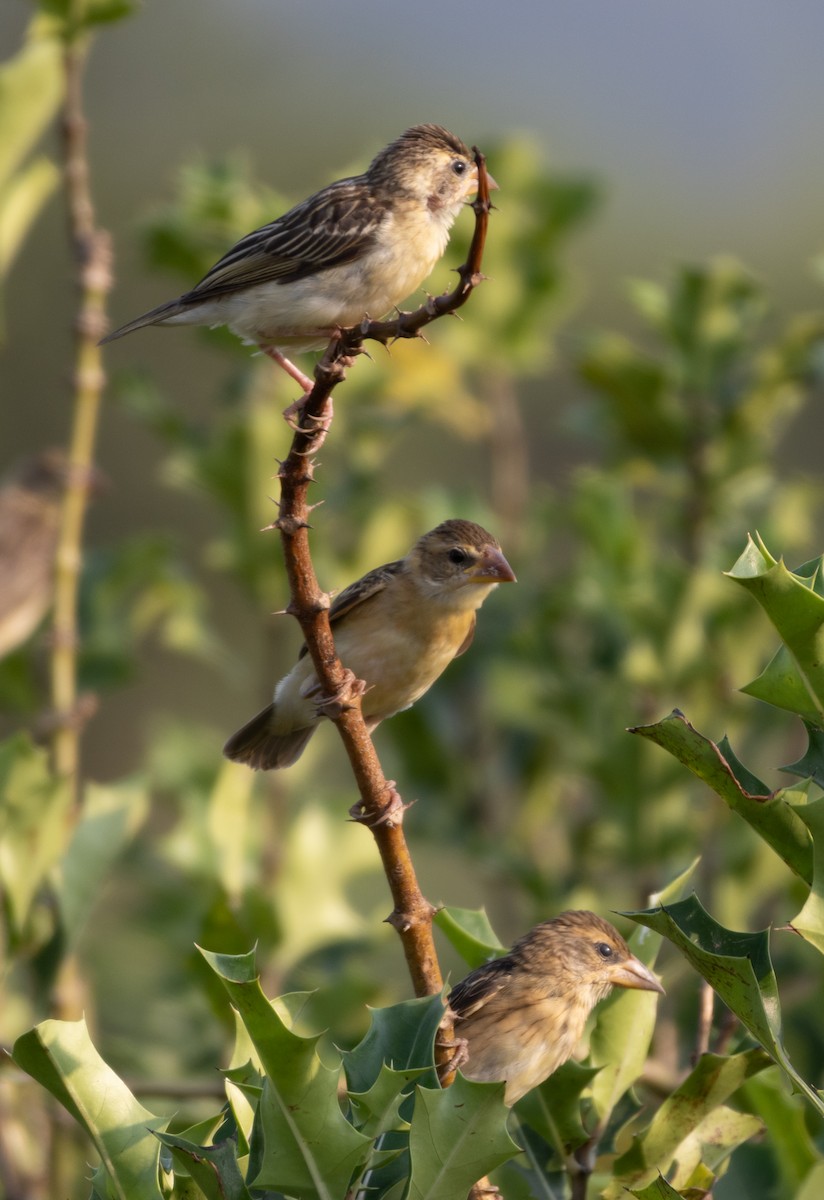 bayavever - ML646271254