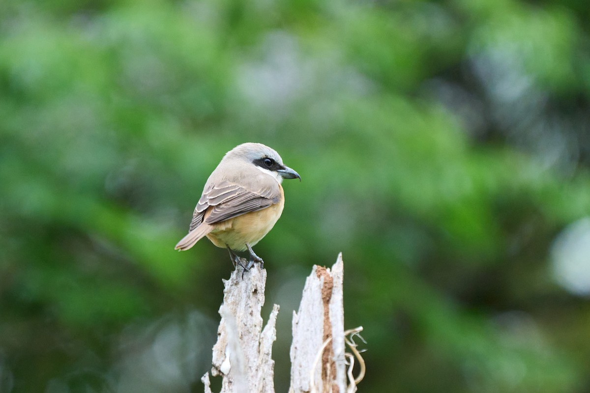 brunvarsler - ML646271257