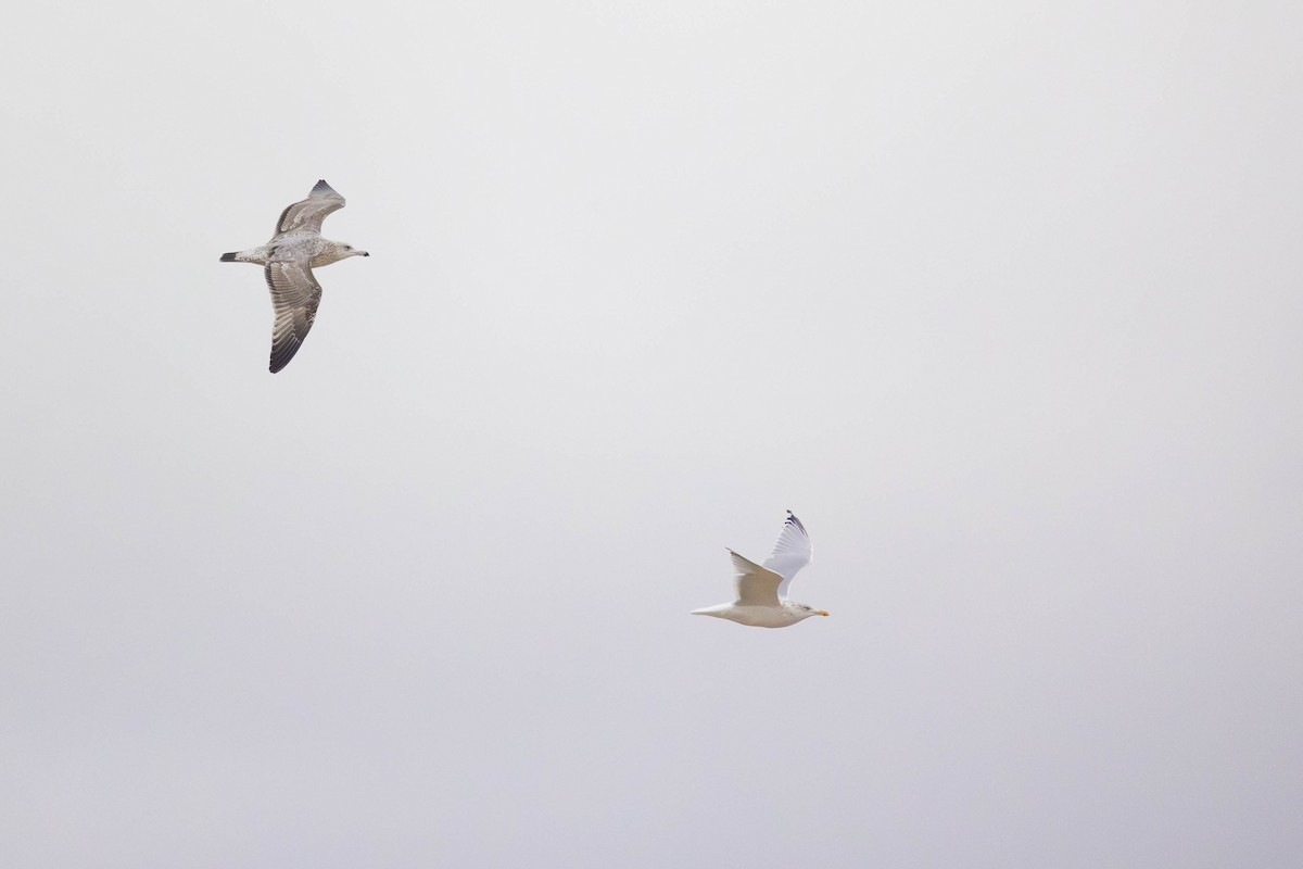 amerikagråmåke - ML646271258