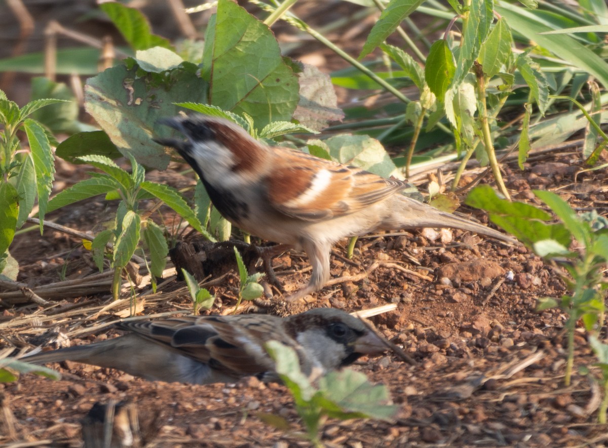 gråspurv - ML646271259