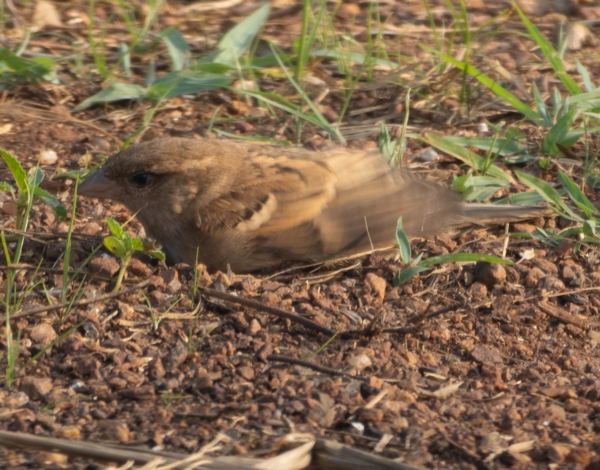 gråspurv - ML646271260