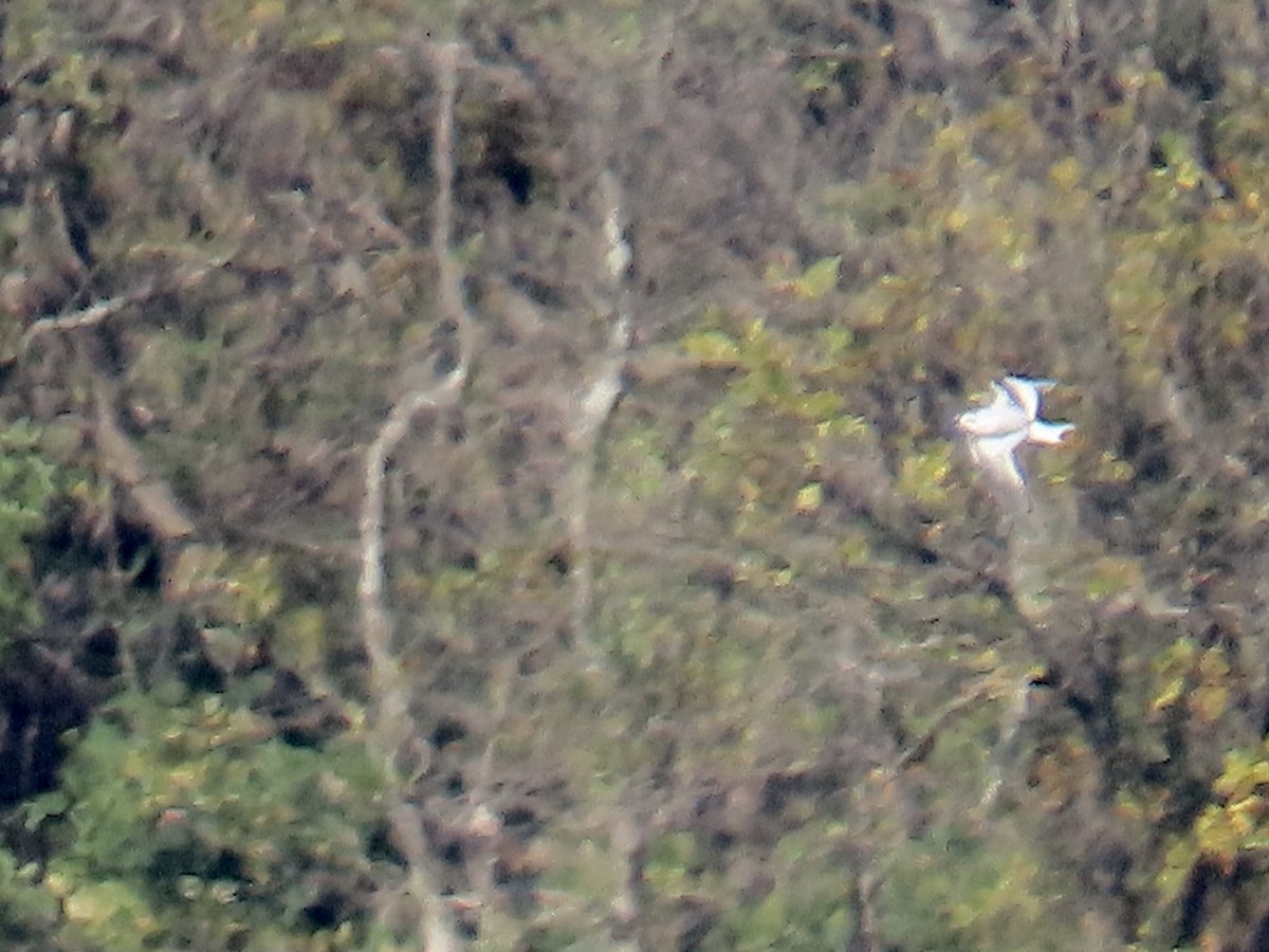 Little Gull - ML646271262