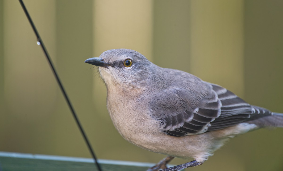 Northern Mockingbird - ML646271263