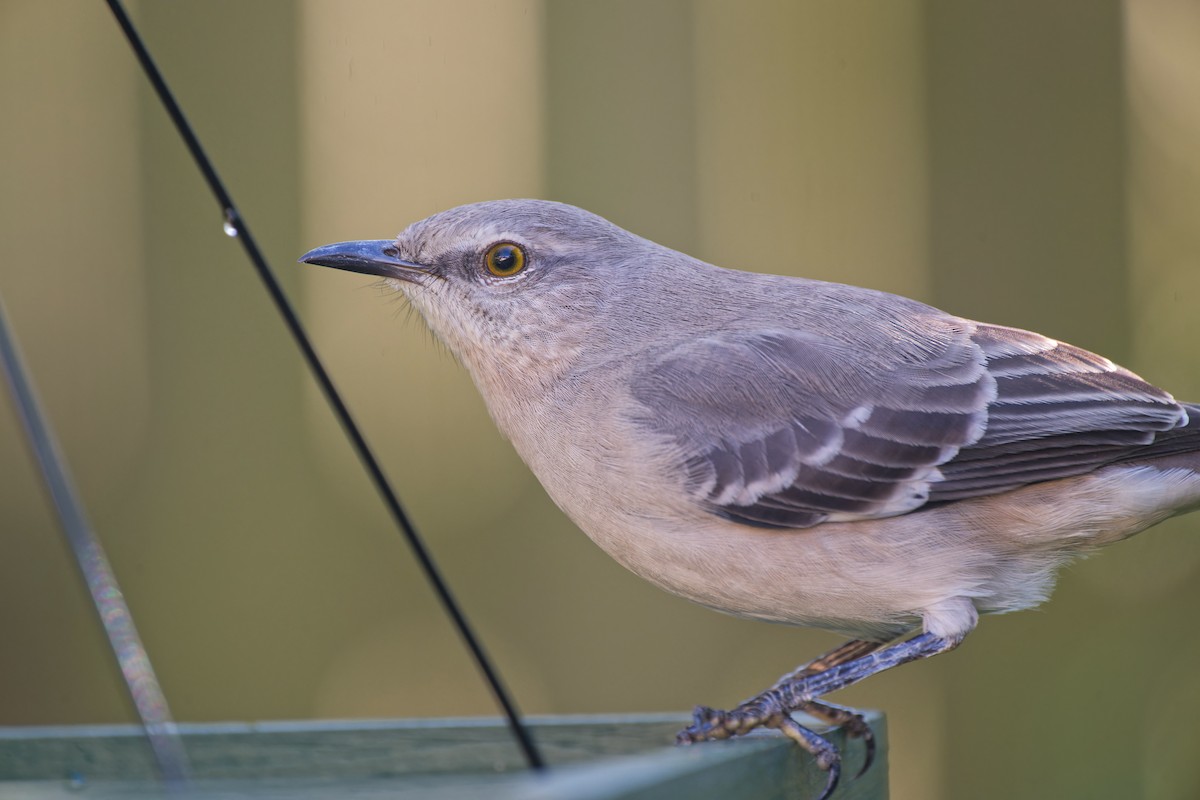 Northern Mockingbird - ML646271264