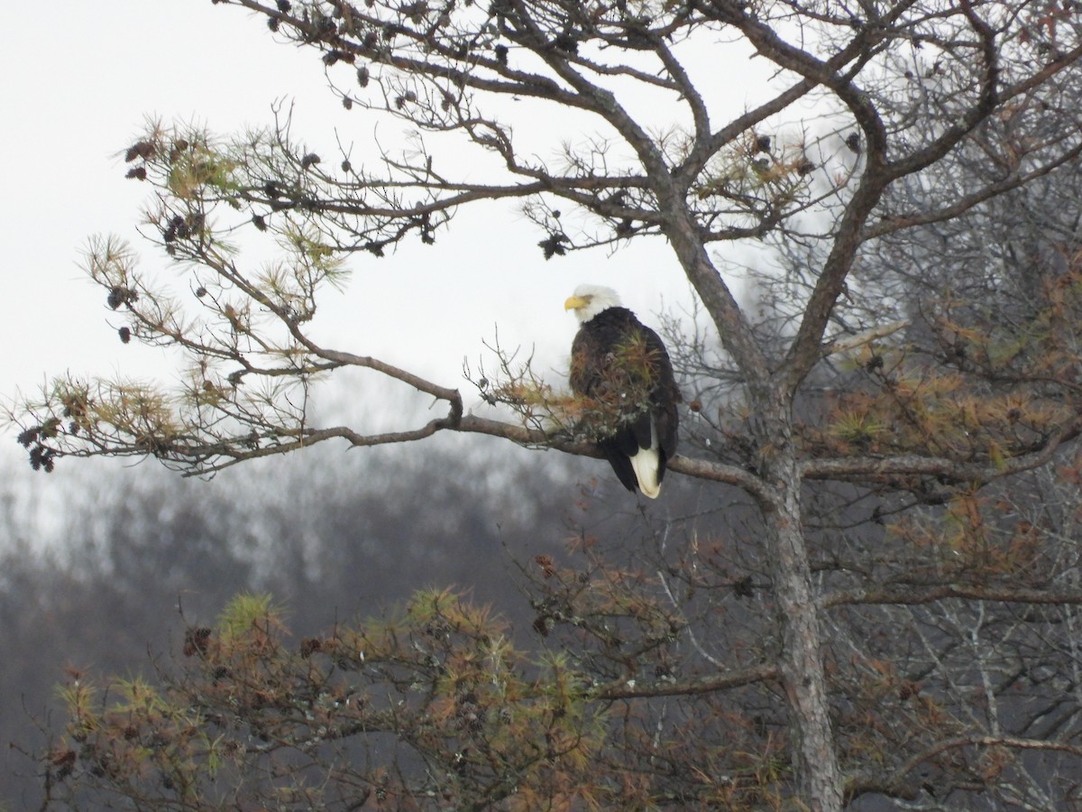 hvithodehavørn - ML646271265