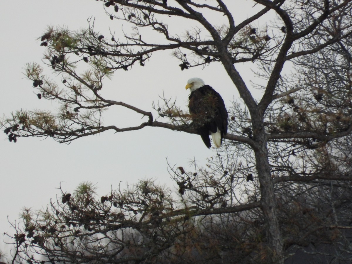 hvithodehavørn - ML646271266