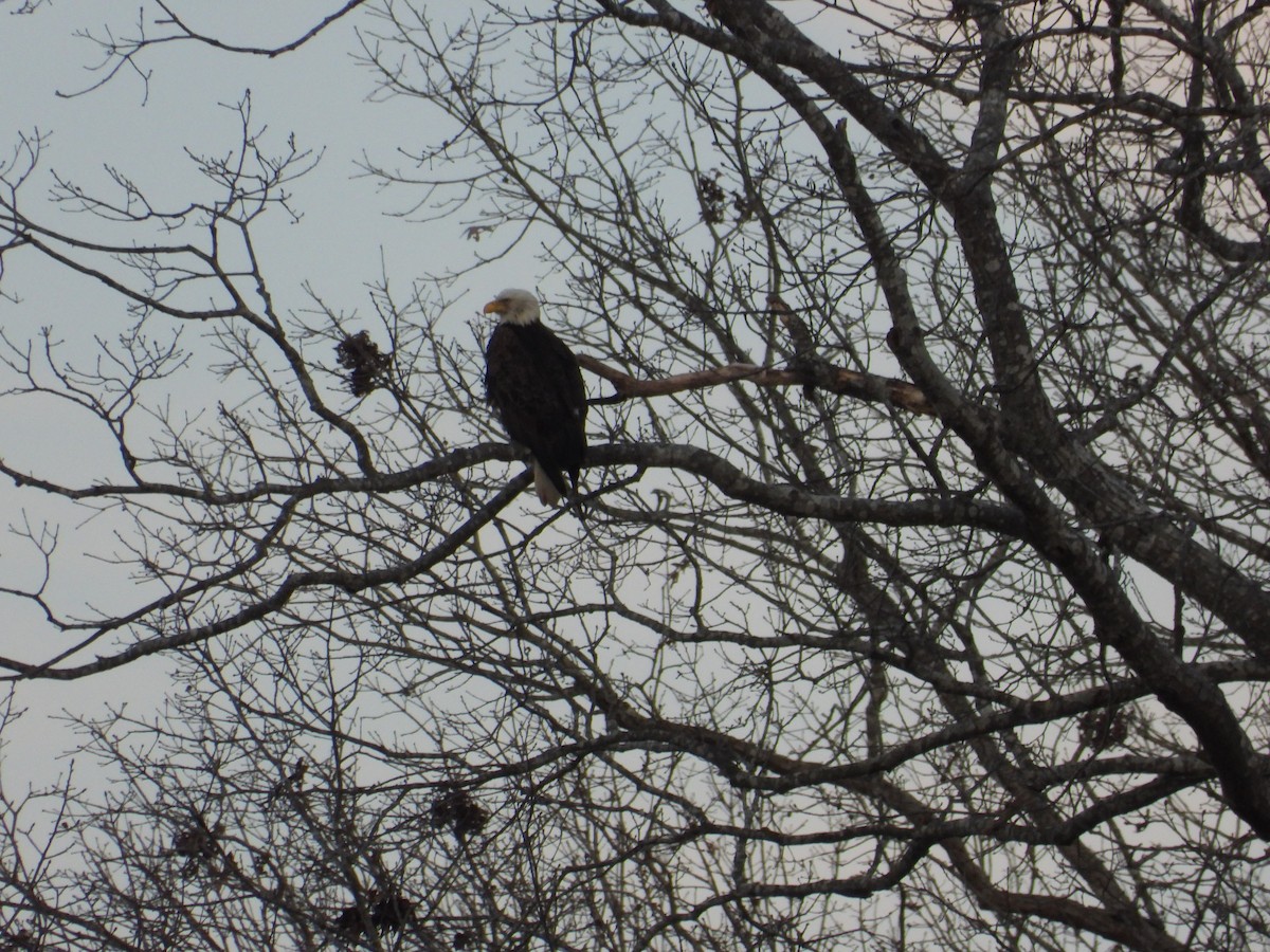 hvithodehavørn - ML646271267