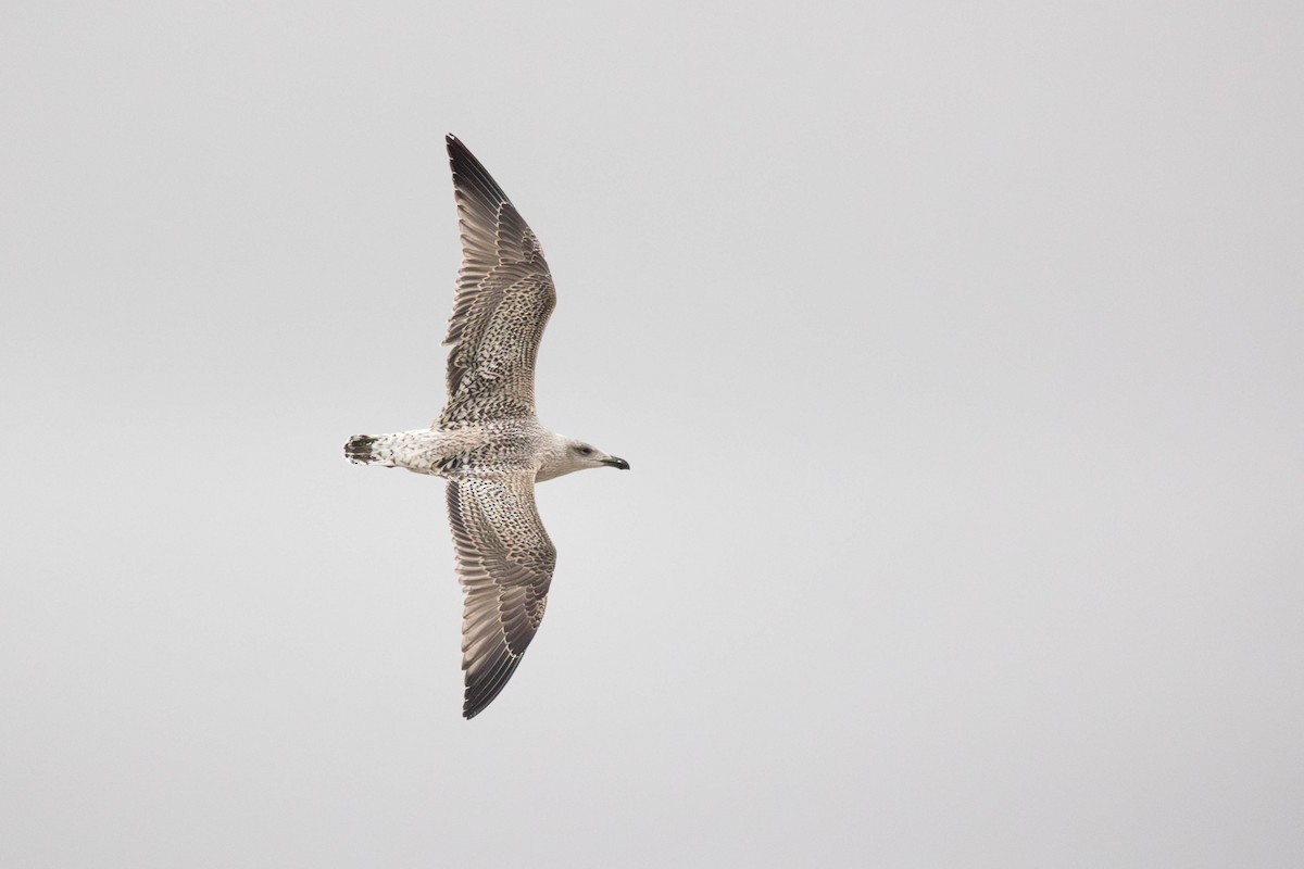 svartbak - ML646271268