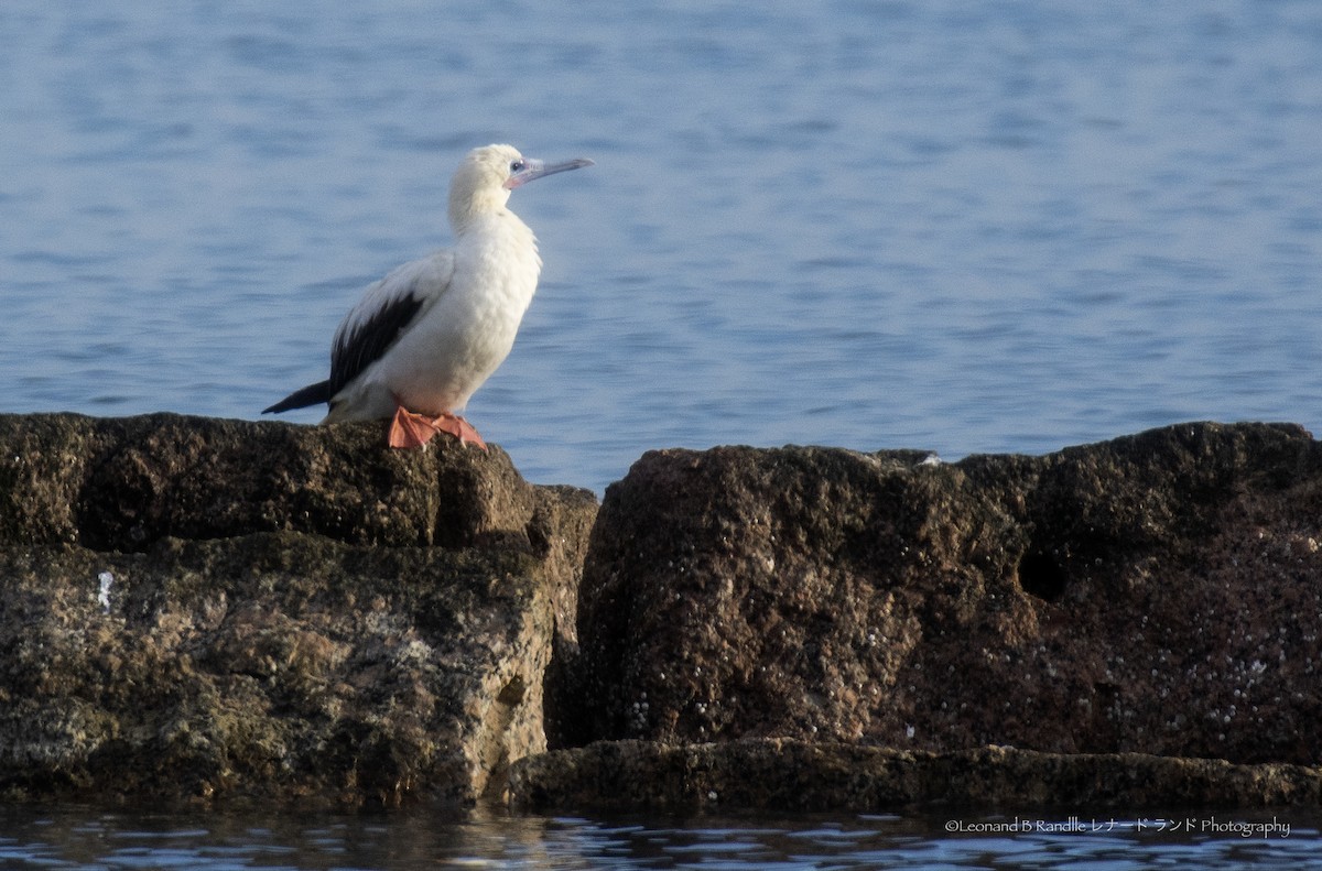 鰹鳥屬 - ML646271269