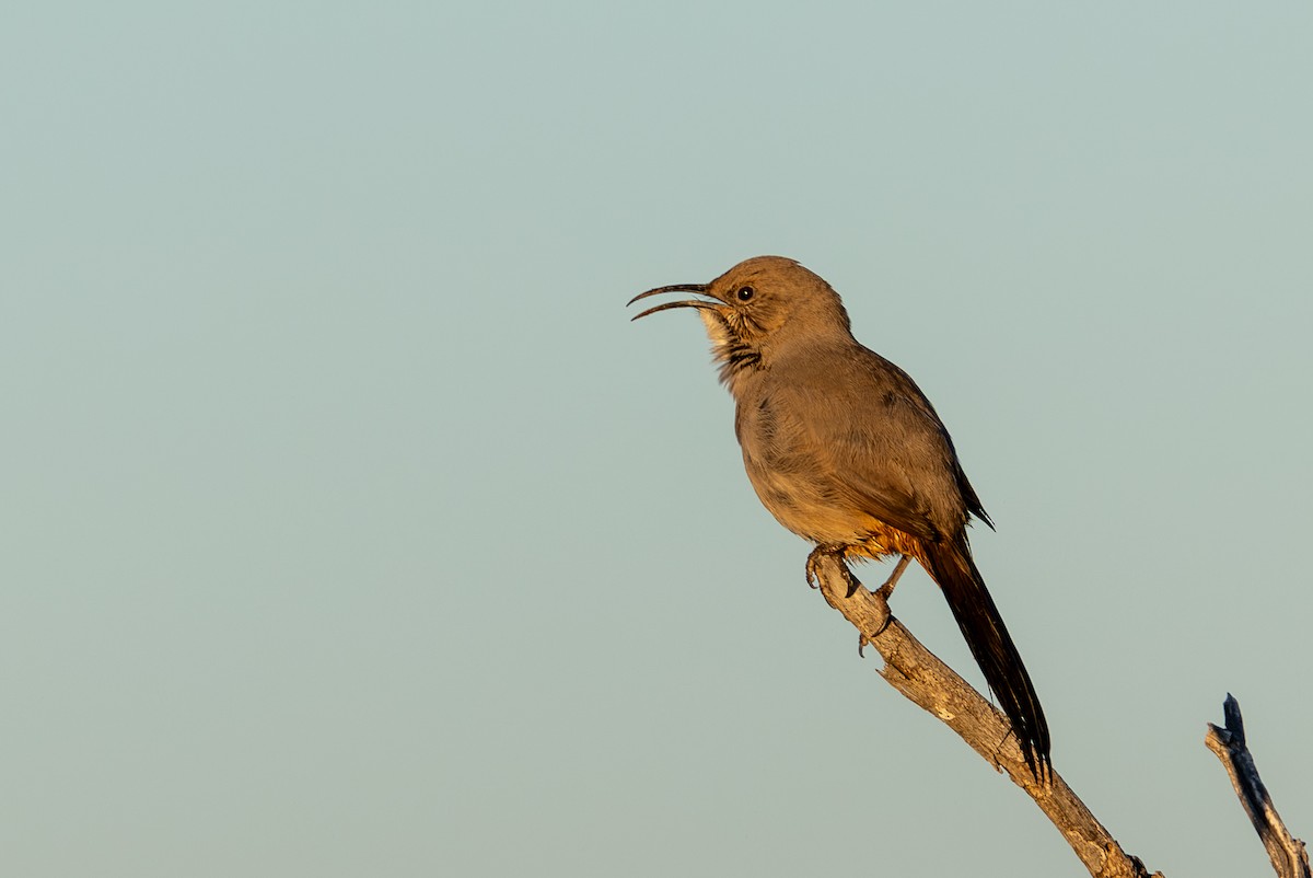 LeConte's Thrasher - ML646271275