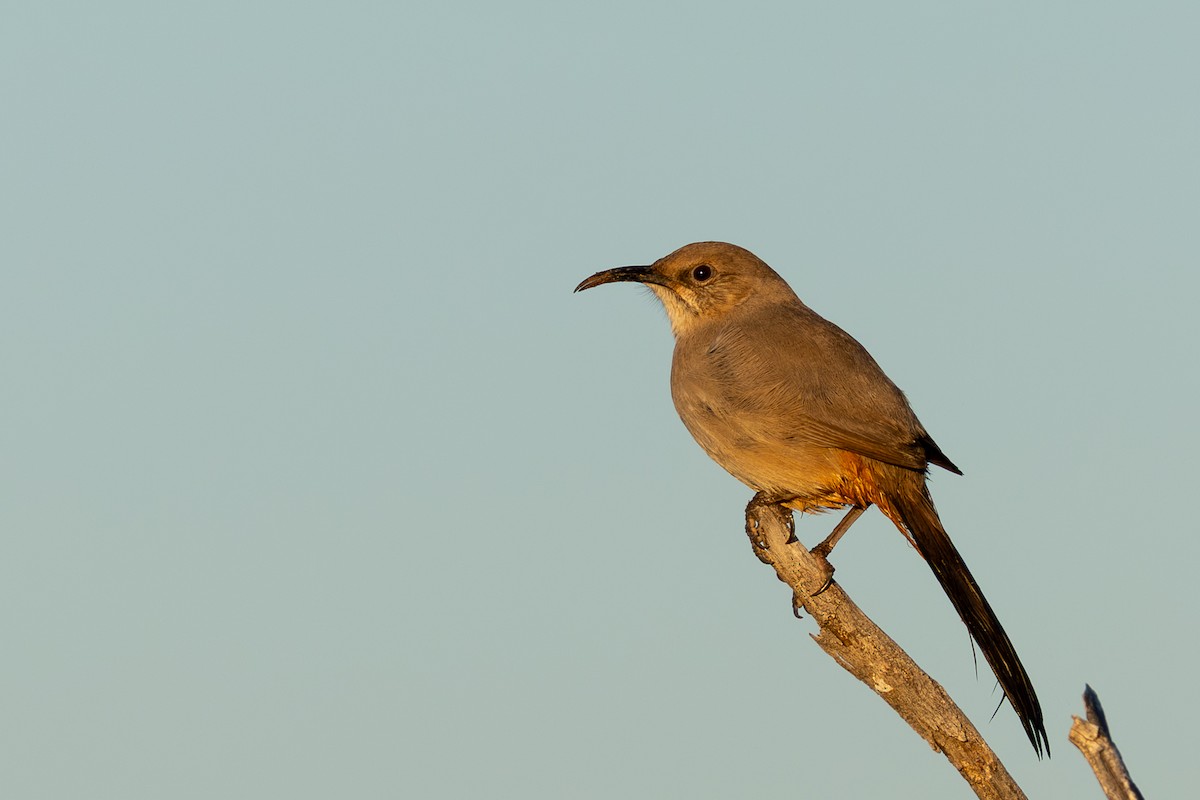 LeConte's Thrasher - ML646271276