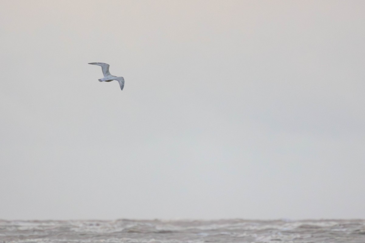 Мартин гренландський (підвид kumlieni/glaucoides) - ML646271278