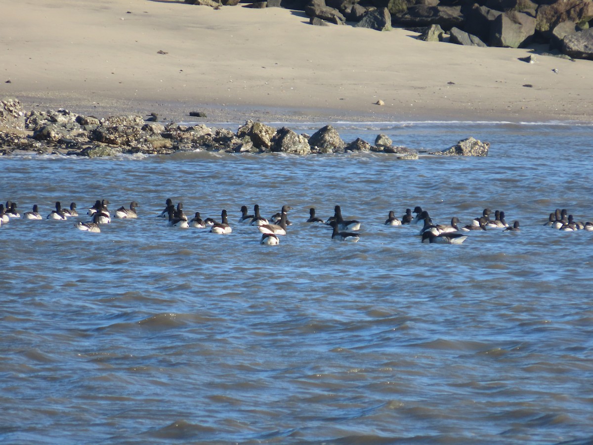 Brant - ML646271282