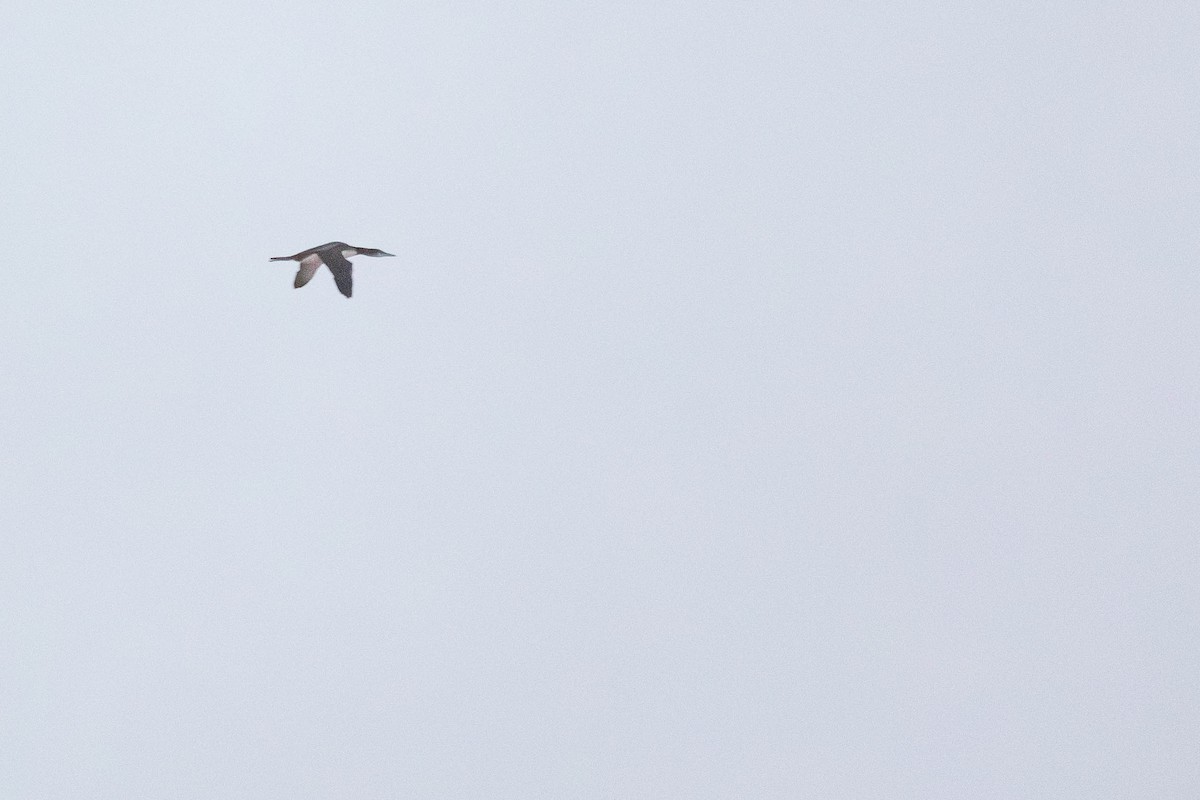 Common Loon - ML646271283