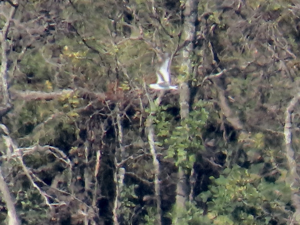 Little Gull - ML646271284
