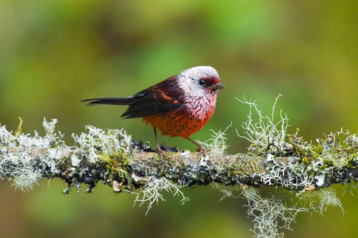 rosenparula - ML646271285