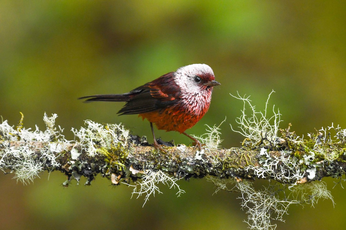 rosenparula - ML646271286