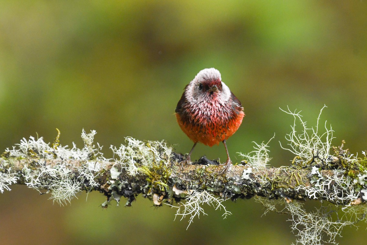 rosenparula - ML646271287