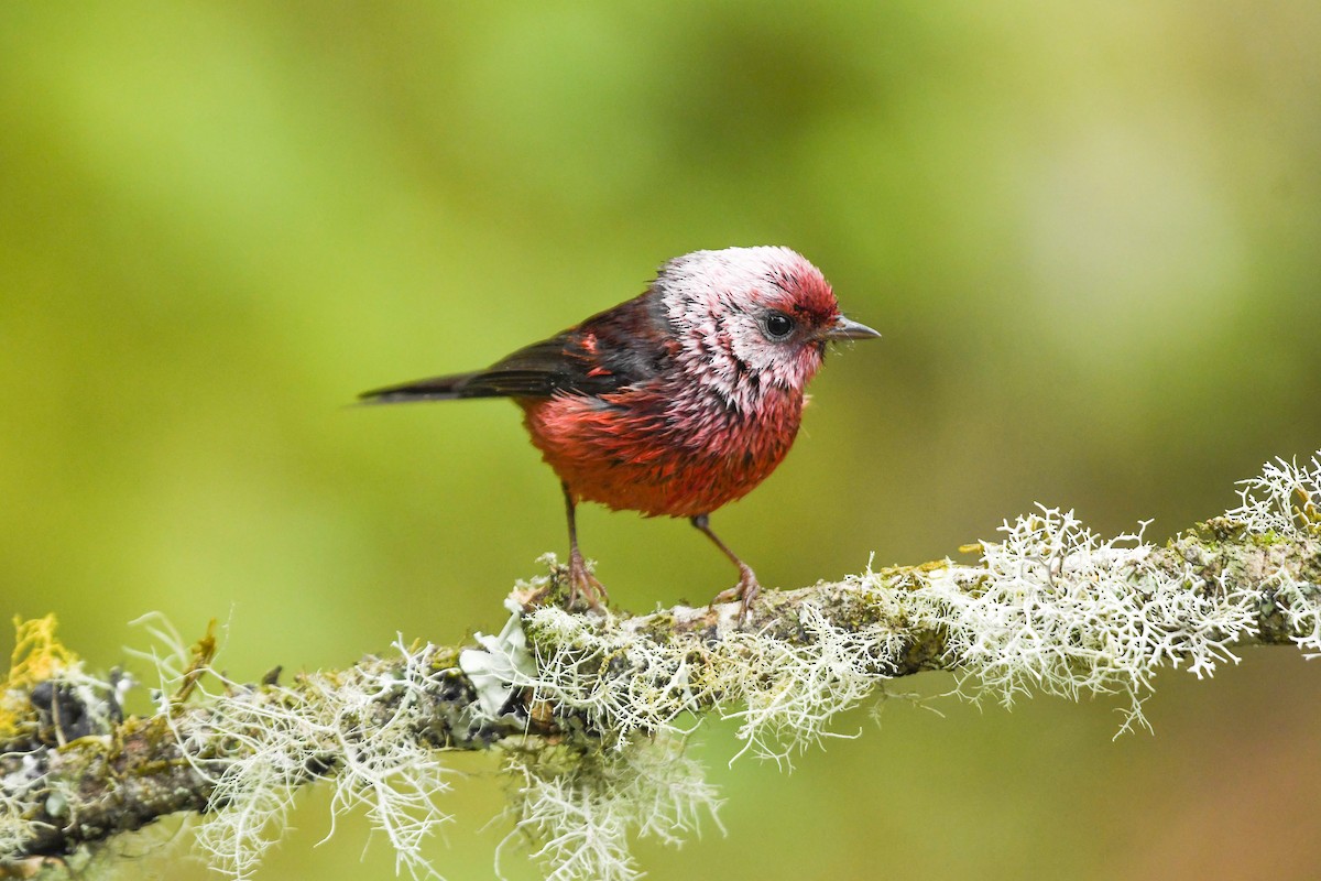 rosenparula - ML646271288