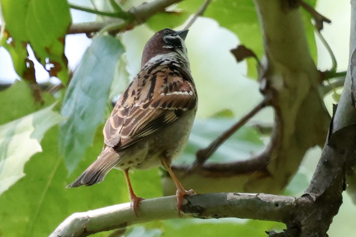 Eurasian Tree Sparrow - ML646271292
