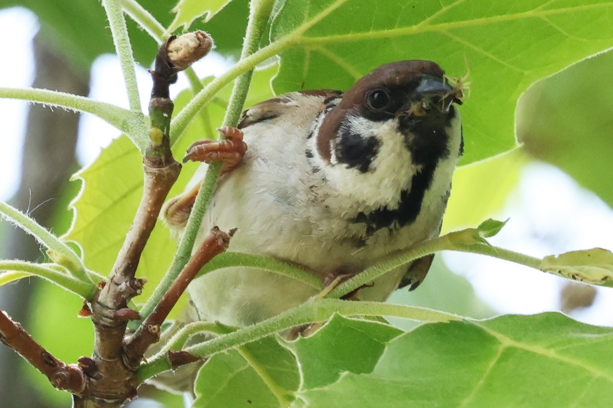 Eurasian Tree Sparrow - ML646271293