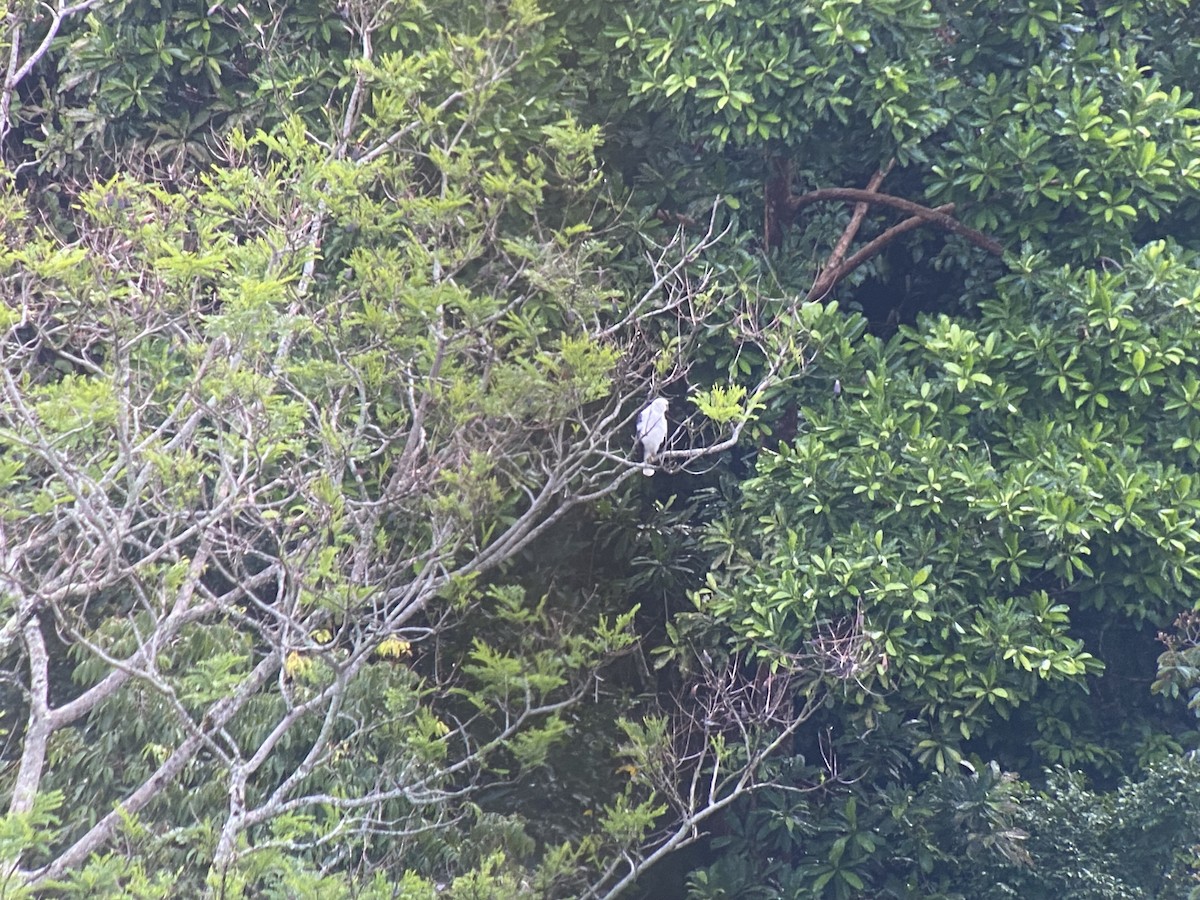 káně pralesní - ML646271296