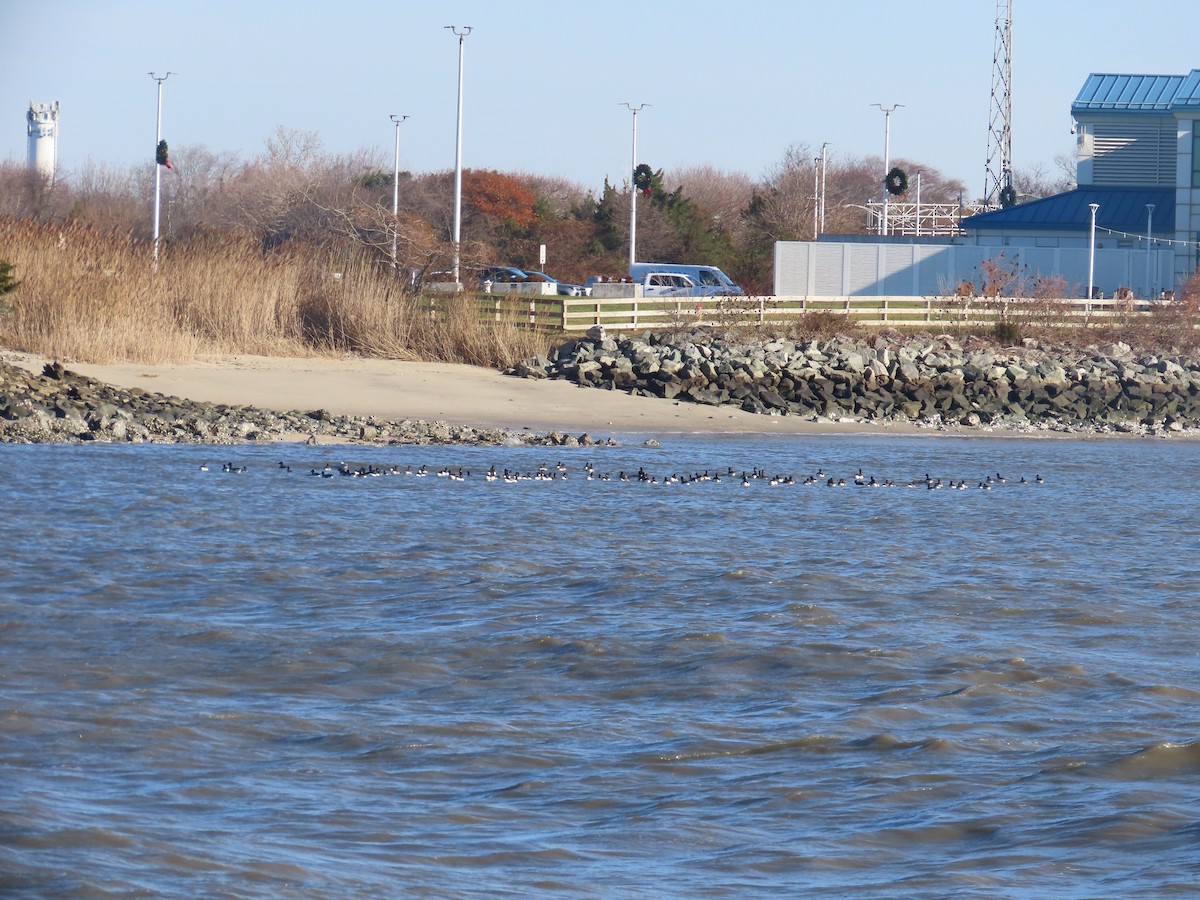 Brant - ML646271297