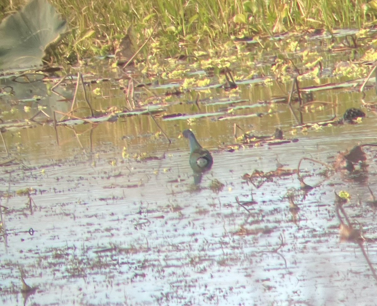 Pollo sultano della Martinica - ML646271298