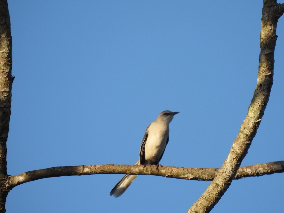 Tropical Mockingbird - ML646271302
