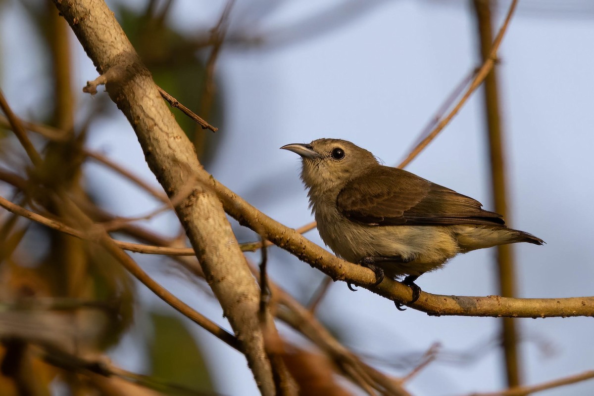 Nilgiri Flowerpecker - ML646271303