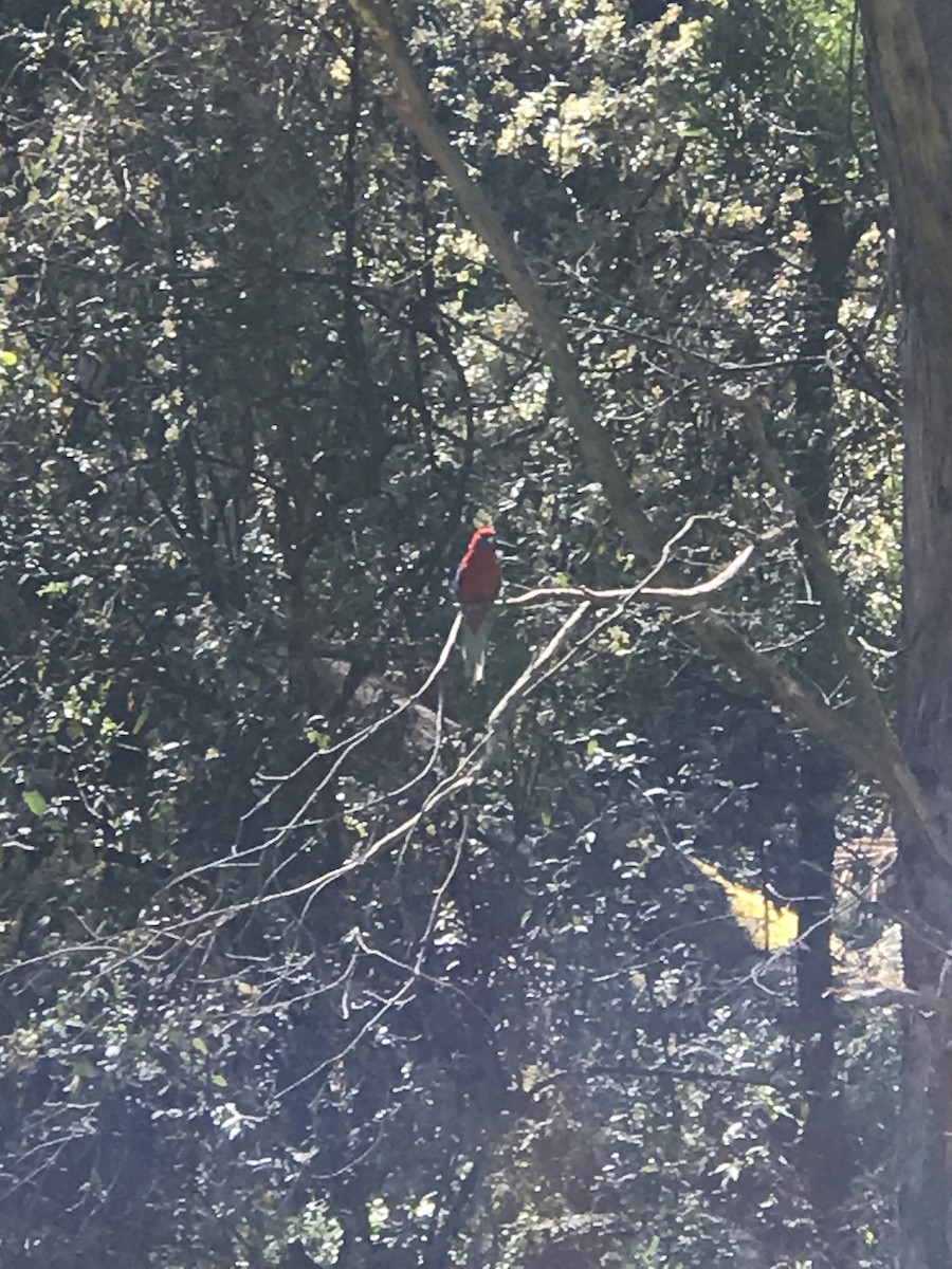 Rosella cremisi - ML646271304