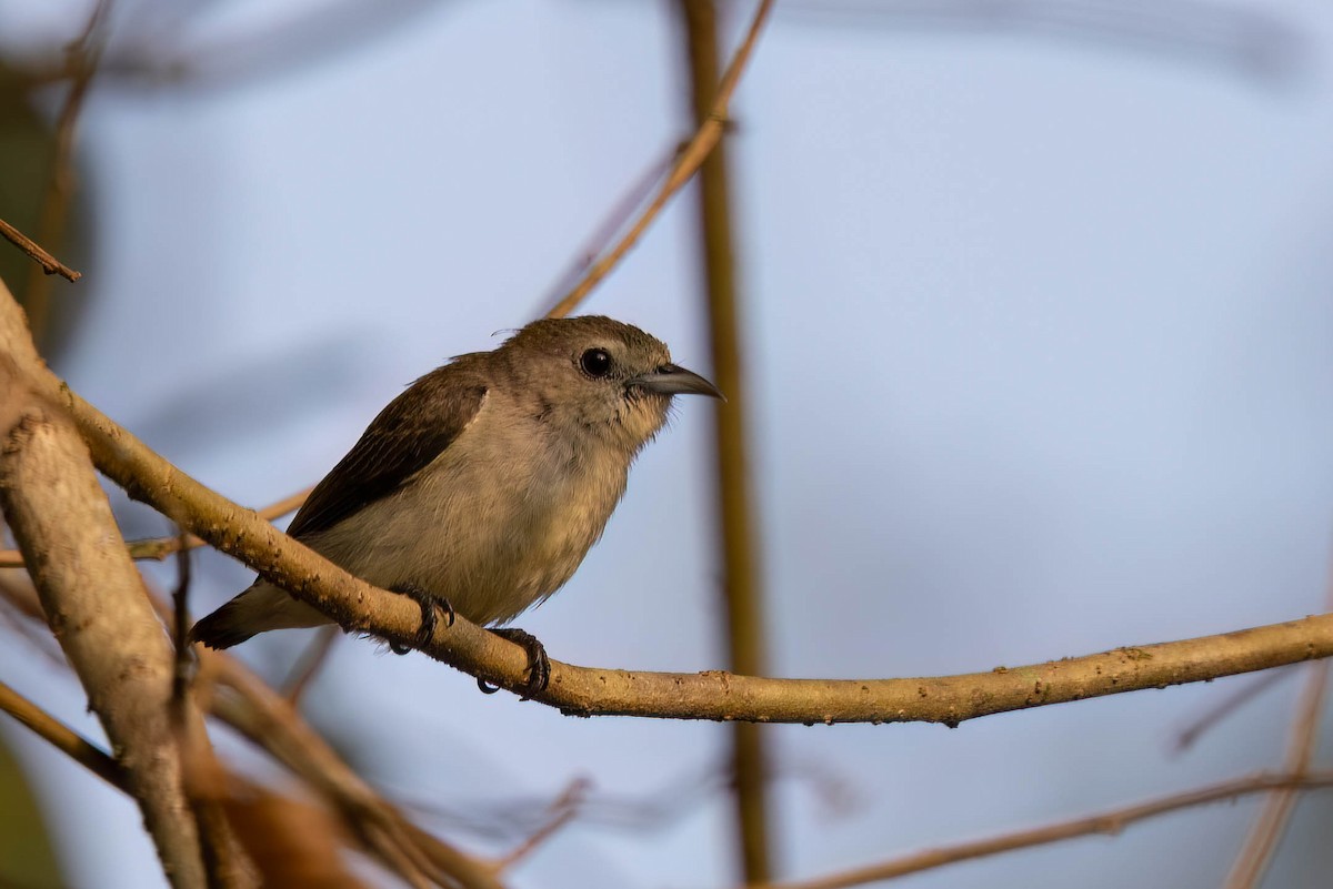 Nilgiri Flowerpecker - ML646271305