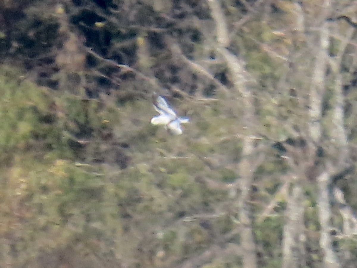 Little Gull - ML646271306