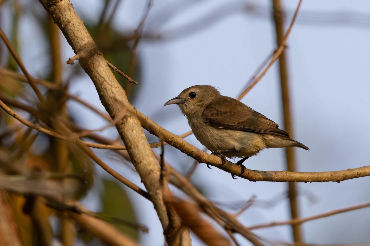 Nilgiri Flowerpecker - ML646271309