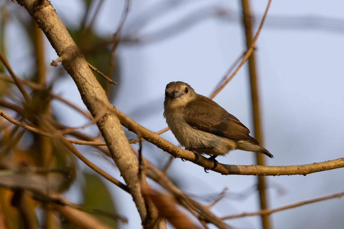 Nilgiri Flowerpecker - ML646271312