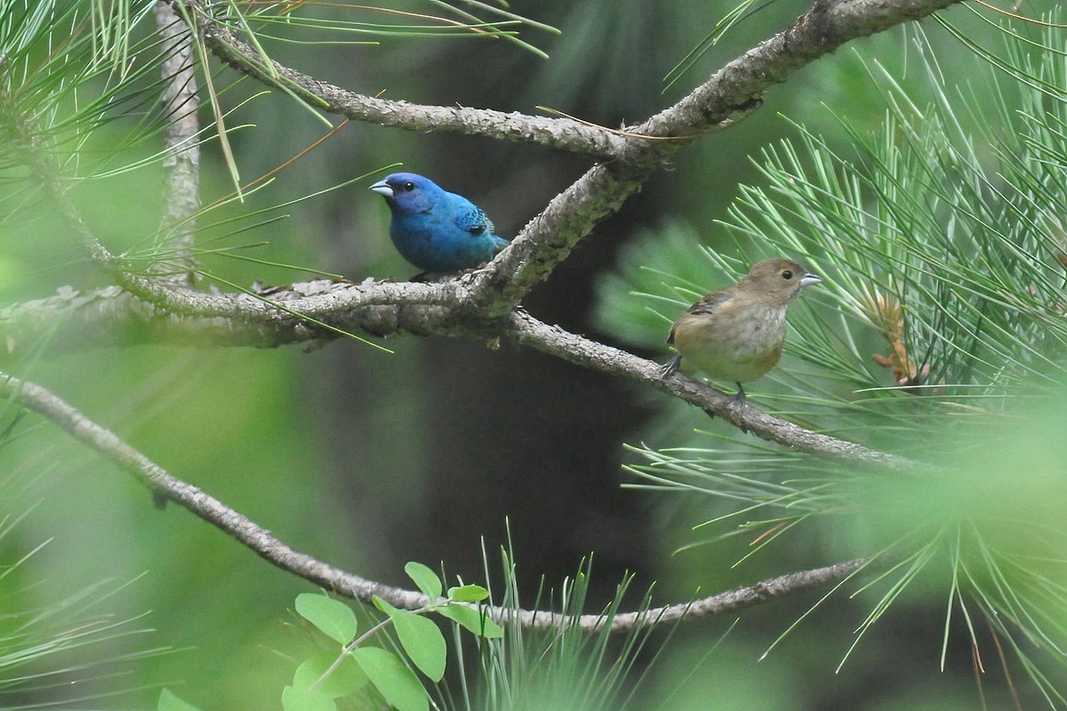 Passerin indigo - ML646271316