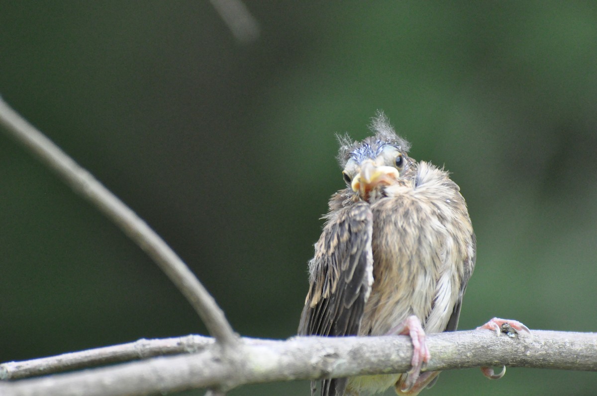 Passerin indigo - ML646271319