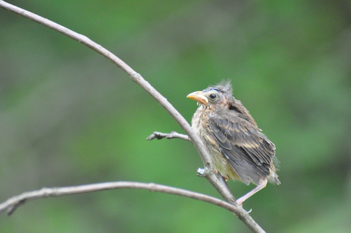 Passerin indigo - ML646271320