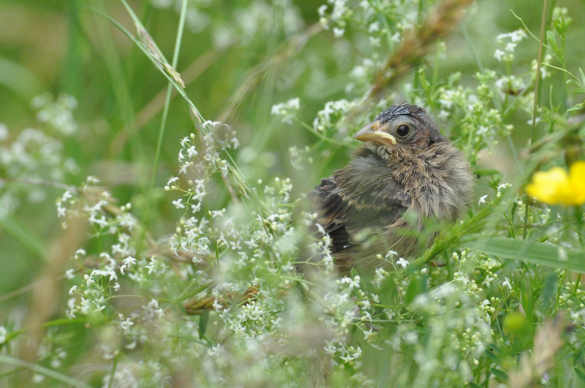 Passerin indigo - ML646271321