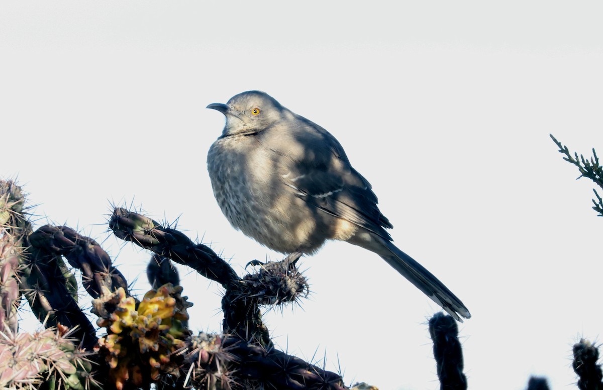 Curve-billed Thrasher - ML646271324