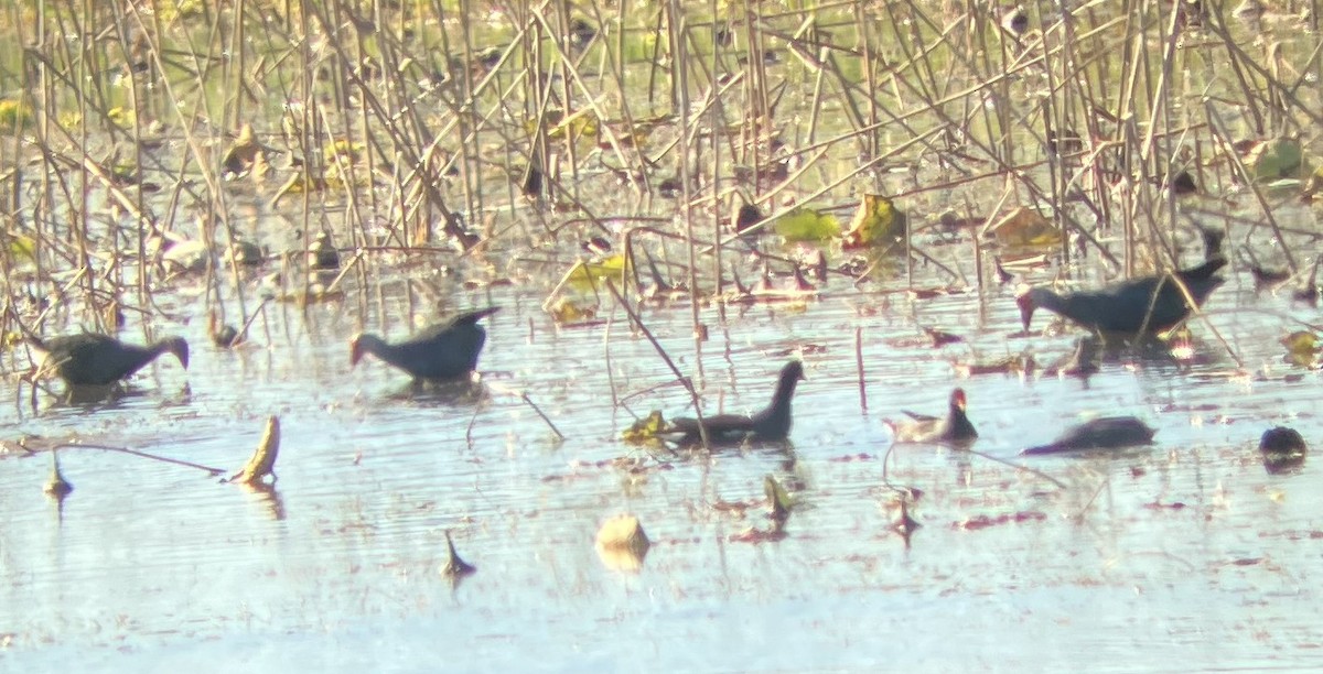 Pollo sultano testagrigia - ML646271334