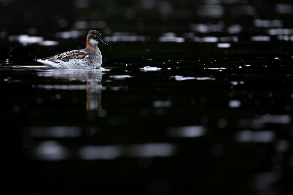 Red-necked Phalarope - ML646271337