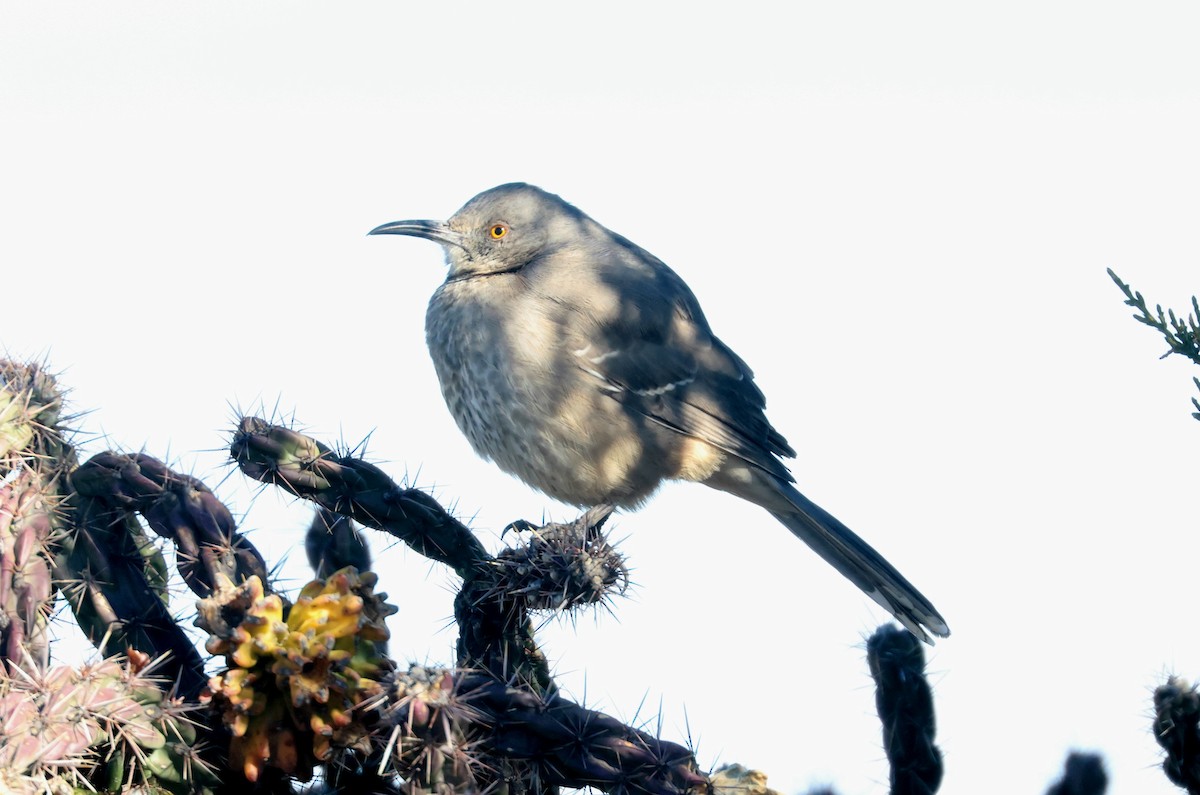 Curve-billed Thrasher - ML646271340