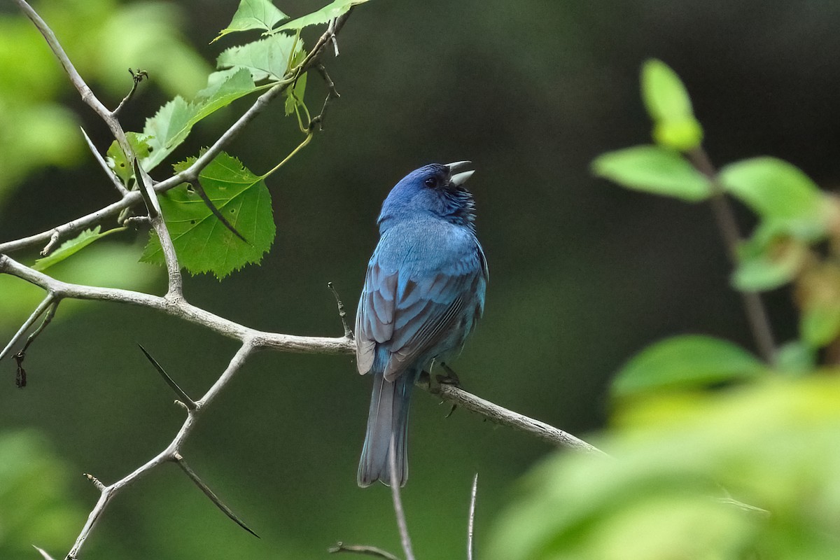 Passerin indigo - ML646271341