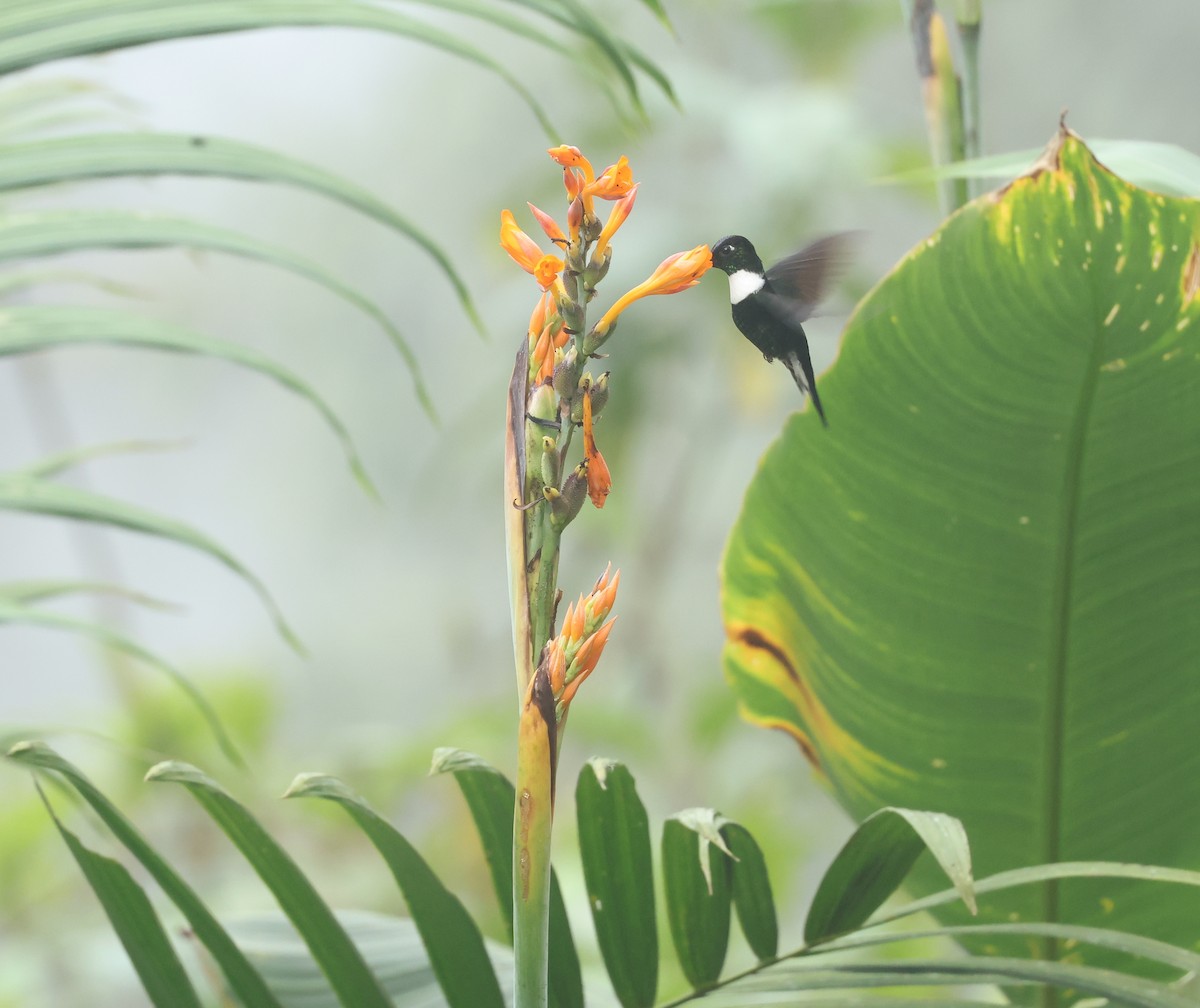 Collared Inca - ML646271348