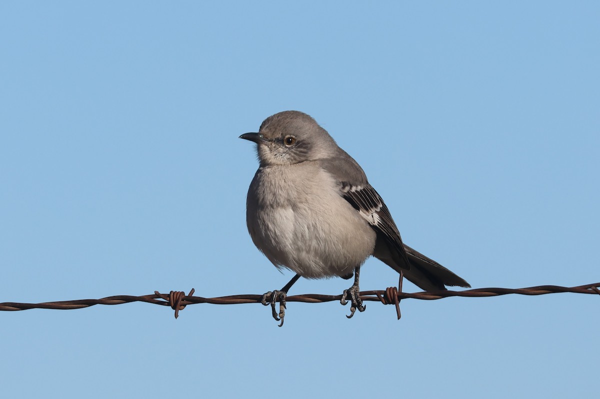 Northern Mockingbird - ML646271351