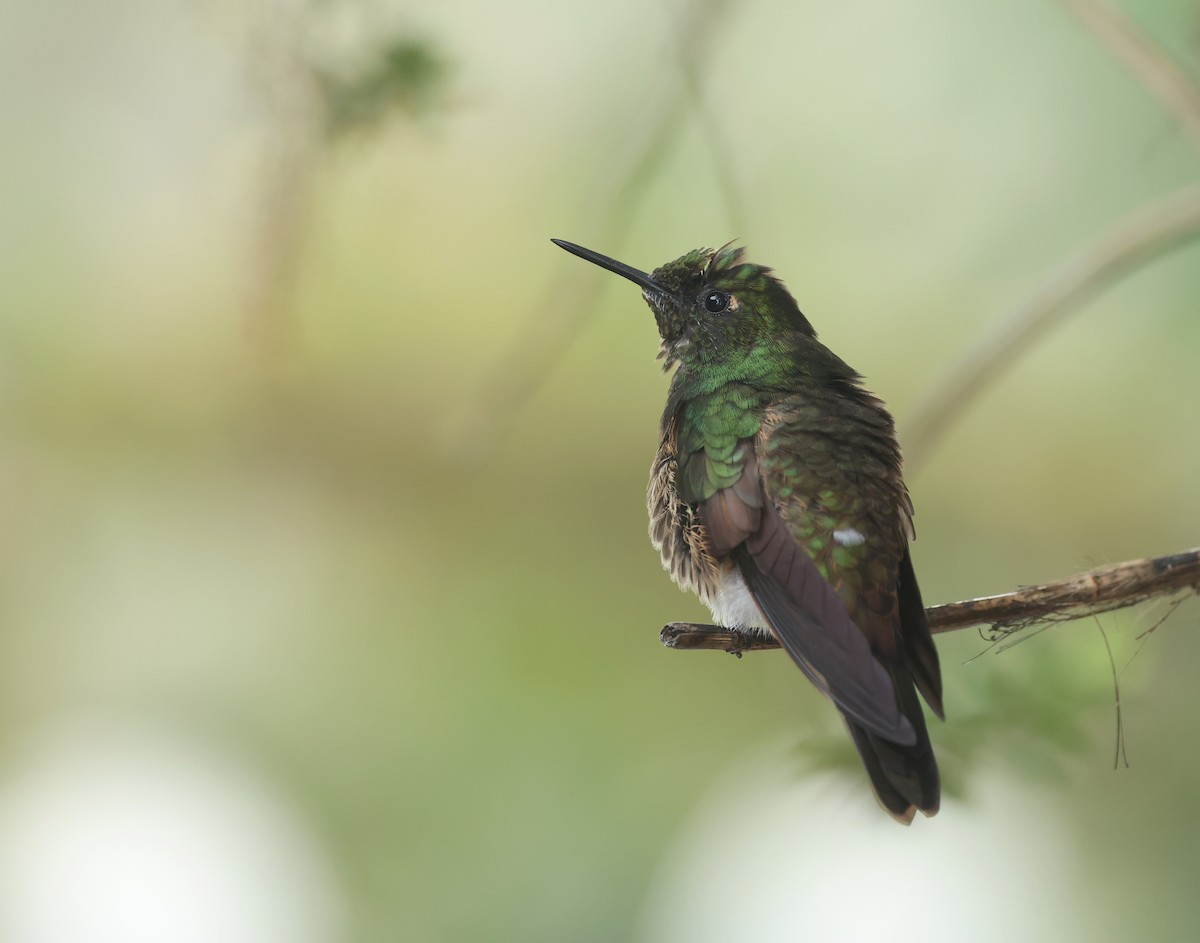 Buff-tailed Coronet - ML646271352
