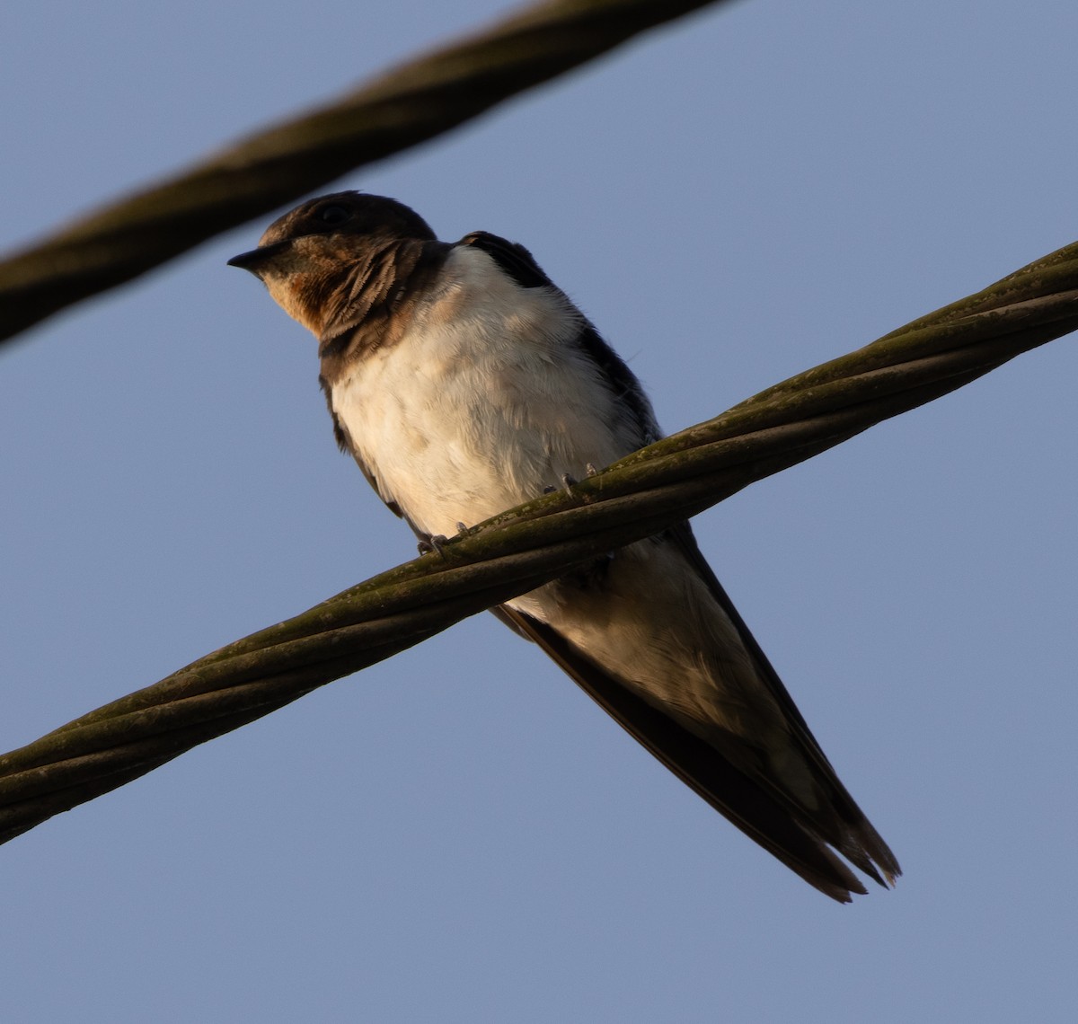 vlaštovka obecná - ML646271353