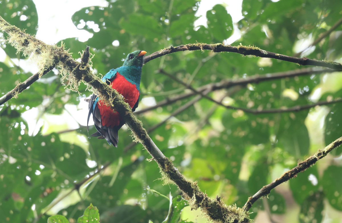 Golden-headed Quetzal - ML646271354